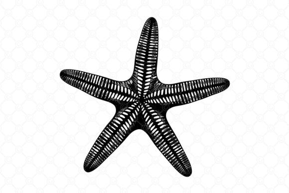 Starfish SVG 045: A Designer’s Practical Review